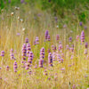 200 PURPLE WOOD MINT Blephilia Ciliata Downy Pagoda Horsemint Herb Flower Seeds