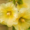 25 YELLOW HOLLYHOCK Alcea Rosea Flower Seeds Perennial