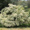 5 Flowering WHITE KOUSA DOGWOOD Cornus Kousa Tree Seeds