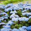 250 Dwarf BLUE BEDDER AGERATUM aka Floss Flower Ageratum Houstonianum Flower Seeds