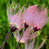 25 PRAIRIE SMOKE Geum Triflorum Purple Prairie Avens Pink Flower Seeds