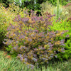 10 PURPLE ACACIA Baileyana Purpurea Fernleaf Mimosa Cootamundra Wattle Tree Yellow Flower Seeds