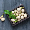 30 EASTER EGG PLANT (Easter Eggplant / Ornamental Eggplant / Nest Egg) Solanum Ovigerum Seeds
