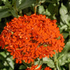 300 MALTESE CROSS Jerusalem Cross Lychnis Campion Chalcedonica Flower Seeds