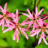 100 RAGGED ROBIN Pink Purplish Lychnis Flos Cuculi Flower Seeds