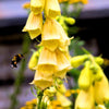 100 YELLOW FOXGLOVE Digitalis Grandiflora Sun or Shade Pollinator aka Large Foxglove or Big-Flowered Foxglove - Flower Seeds