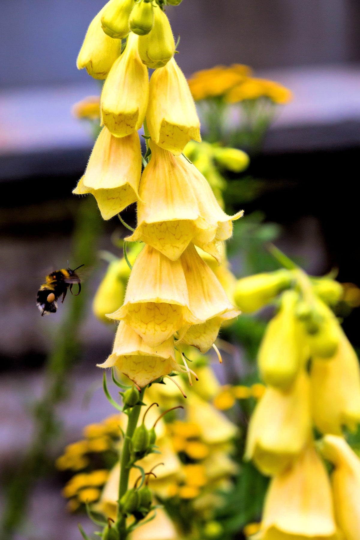 Seeds Mixed Foxglove Seeds – Digitalis Purpurea Flower – photo 13