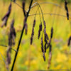 100 PURPLETOP GRASS Purple Tall Red Top Ornamental Triodia Flava Seeds