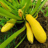 50 Early PROLIFIC STRAIGHTNECK SQUASH Yellow Summer Bush Heirloom Seeds