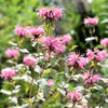 20 Dwarf PINK BEE BALM Monarda Bradburiana Eastern Beebalm Herb Flower Seeds