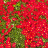 100 Gelato Bright RED ICE PLANT Mesembryanthemum Daisy Livingstone Flower Seeds