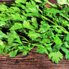 Cutting Leaf Celery Seeds – Apium Graveolens European Chinese Herb – photo 7