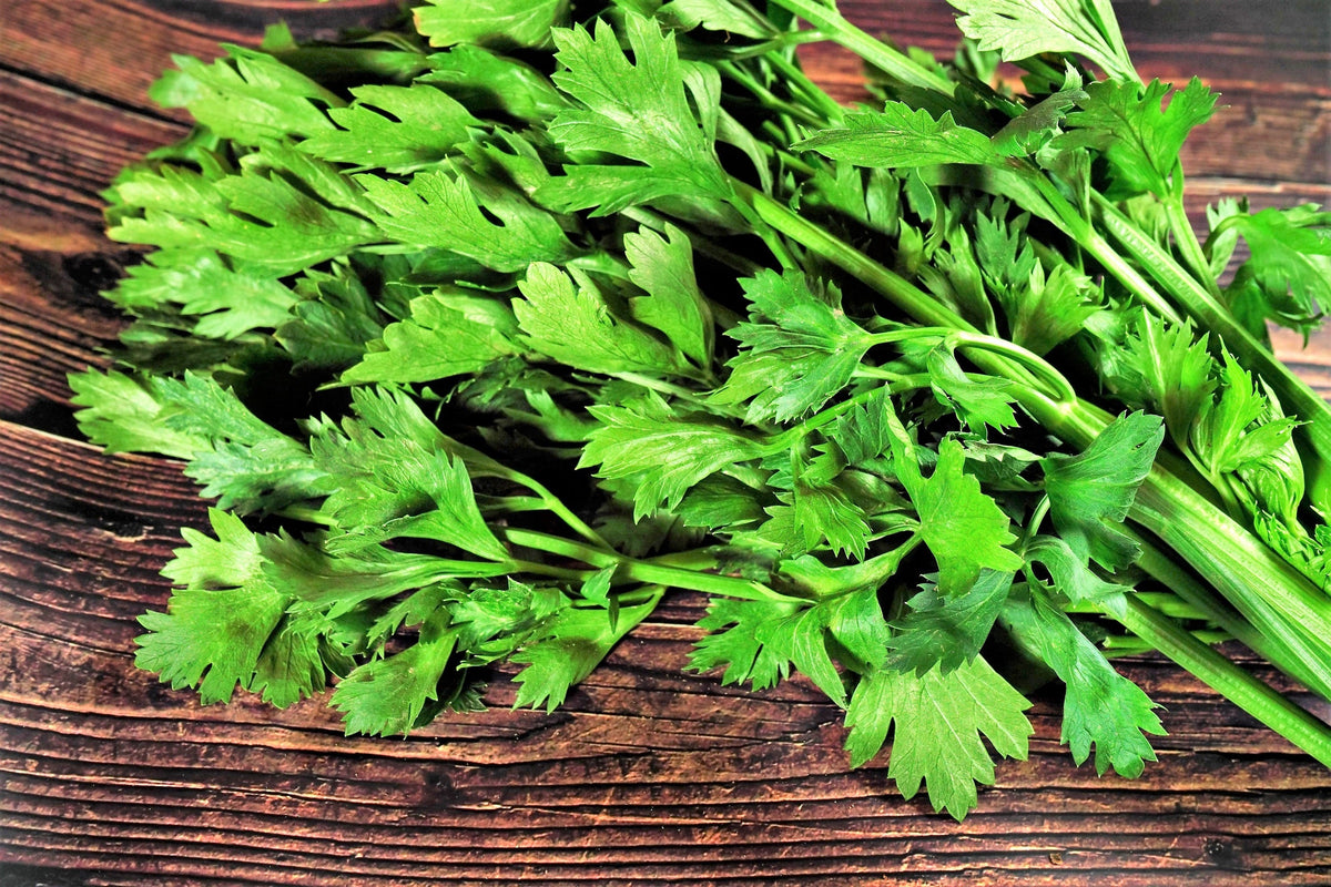 Cutting Leaf Celery Seeds – Apium Graveolens European Chinese Herb – photo 7