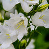 500 White PEACH LEAVED BELLFLOWER Campanula Persicifolia Flower Seeds