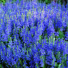 75 ROYAL BLUE SPEEDWELL Veronica Austriaca Teucrium Flower Seeds