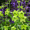 100 LIME GREEN NICOTIANA Alata Flowering Tobacco Seeds