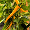 50 GOLDEN CAYENNE PEPPER Hot Yellow Capsicum Annuum Vegetable Seeds