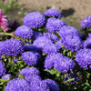 30 Duchess DARK BLUE PAEONY Aster French Peony Callistephus Flower Seeds