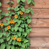 30 BLACK Eyed SUSAN VINE Thunbergia Alata Orange Yellow Black Flower Seeds