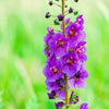 50 VIOLETTA VERBASCUM Phoeniceum Purple Mullein Nectar Flower Seeds