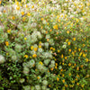 10 Yellow CLEMATIS RADAR LOVE Vine Climber Clematis Tangutica Flower Seeds