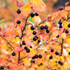 30 PURPLE CHOKEBERRY Aronia Prunifolia White Flower Fruit Shrub Seeds