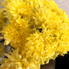 30 Double YELLOW PAEONY ASTER Peony Callistephus Flower Seeds