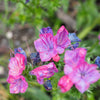 25 ROSE VIPER'S BUGLOSS Pink Echium Plantagineum Rose Bedder Flower Seeds