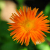 50 RADIO ENGLISH MARIGOLD Calendula Officinalis Orange & Yellow Pot Flower Seeds