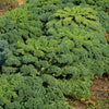 2500 VATES Blue CURLED KALE / Dwarf Blue Curled Scotch Kale Brassica Oleracea Vegetable Seeds