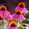 1000 Bulk BRIGHT STAR CONEFLOWER Echinacea Purpurea Lavender Bright Rose Pink Flower Seeds