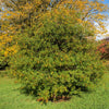 5 LAUREL OAK TREE Quercus Hemisphaerica Native aka Darlington Coastal & Sand Laurel Oak Seeds