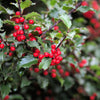 40 ENGLISH HOLLY Ilex Aquifolium aka European Common or Christmas Holly Evergreen Tree Shrub Berry Seeds