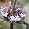 100 White HOREHOUND Marrubium Vulgare Herb Flower Seeds