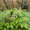 10 JAPANESE FATSI Shrub Flower Paperplant Fatsia Aralia Japonica Seeds