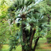 5 COMMON WINDMILL PALM Trachycarpus Fortunei Hardy Chusan Palm Tree Sun Shade Houseplant Seeds