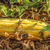 50 BANANA MELON Fruit Cucumis Melo Seeds