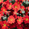 100 CRIMSON FAIRY PRIMROSE Red Primula Malacoides Baby Primrose Shade Houseplant Flower Seeds