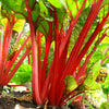 300 RUBY RED SWISS CHARD (Perpetual Spinach) Beta Vulgaris Cicla Vegetable Seeds