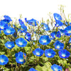 50 Heavenly BLUE MORNING GLORY Ipomoea Tricolor Vine Flower Seeds