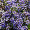 Wonderland Blue Alyssum Seeds – Lobularia Maritima Flower – photo 2
