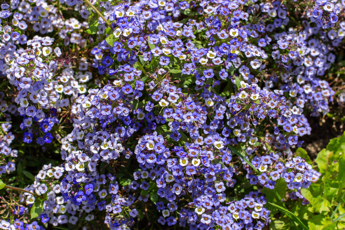 Wonderland Blue Alyssum Seeds – Lobularia Maritima Flower – photo 2