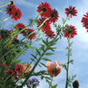 100 RED ROBINSONS DAISY Painted Chrysanthemum Coccineum Pyrethrum Flower Seeds
