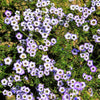 1000 BIRDS EYES Gilia Tricolor Lavender White Native Fragrant Hummingbird Flower Seeds