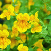 250 YELLOW MONKEY FLOWER Mimulus Grandiflorus Perennial Flower Seeds