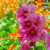 50 PINK CHECKERMALLOW Sidalcea Hendersonii Henderson's Checkerbloom Flower Seeds