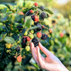 50 BLACK RASPBERRY Rubus Leucodermis Fruit Bush Vine Seeds