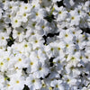 25 WHITE PETUNIA Grandiflora Flower Seeds