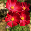 300 RED COSMOS DAZZLER Cosmos Bipinnatus Flower Seeds