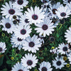 20 MIXED COLORS OSTEOSPERMUM Ecklonis African Cape Daisy Flower Seeds